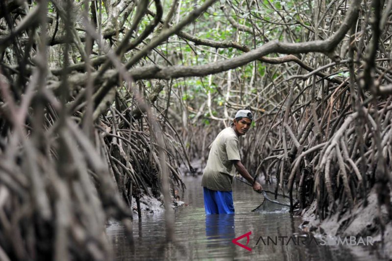 MANFAATKAN KONSERVASI MANGROVE