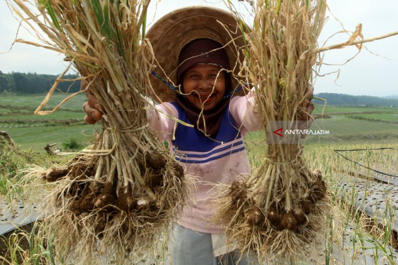 Harga Bawang Putih Di Pasar Rakyat Jatim Mulai Turun - Ramadhan ANTARA News