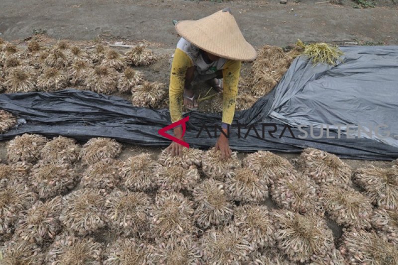 PANEN BAWANG BATU