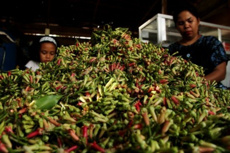 Harga Cengkeh Turun Ditingkat Petani