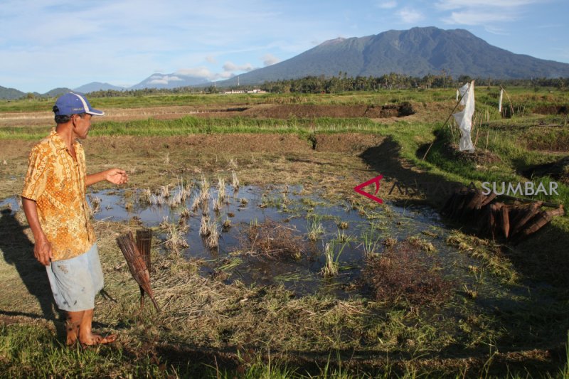 TANGKAP BELUT SAWAH