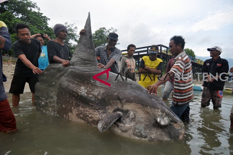 Ikan Mola-mola terdampar