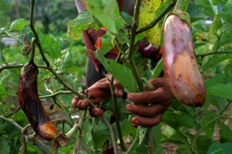 Tanaman terong Gagal Panen