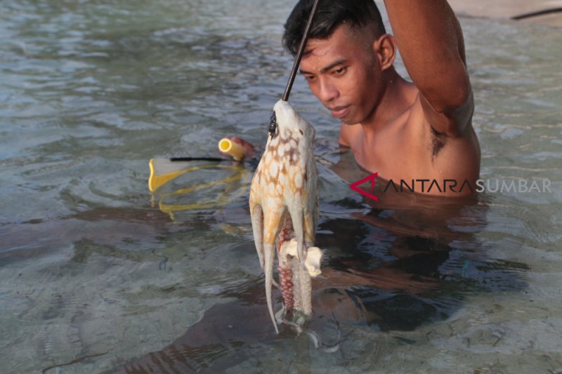 TANGKAP GURITA MENTAWAI