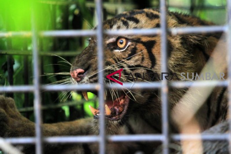 HARIMAU SUMATRA TERPERANGKAP