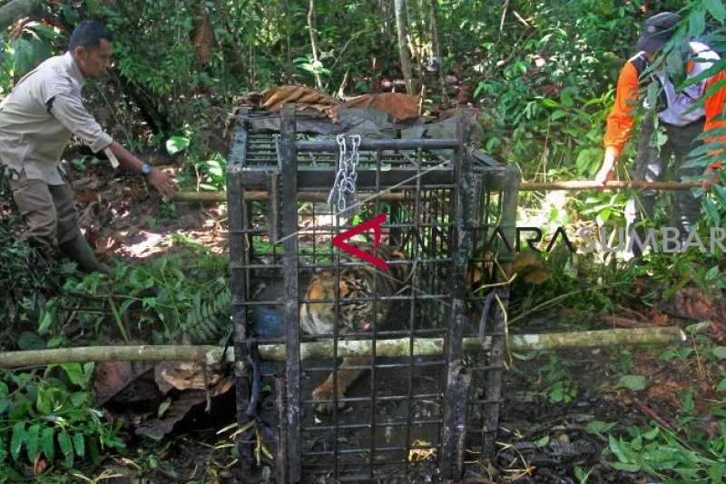 HARIMAU SUMATERA MASUK PERANGKAP