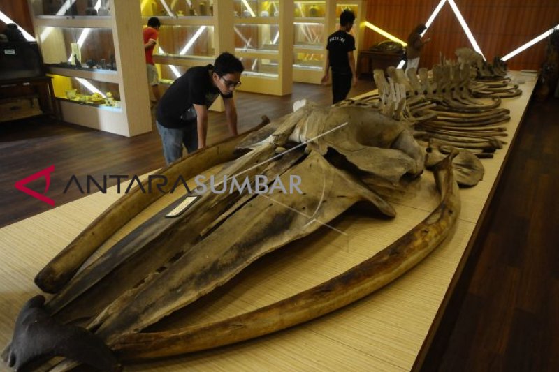 Kerangka Ikan Raksasa Antara Sumbar