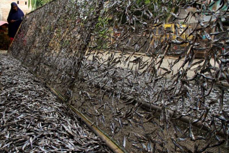 Produksi ikan teri di perkampunhan nelayan siap dipasarkan