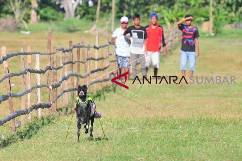 KERAPAN KAMBING