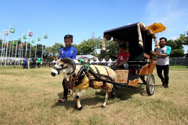 Seorang anak menaiki kereta domba