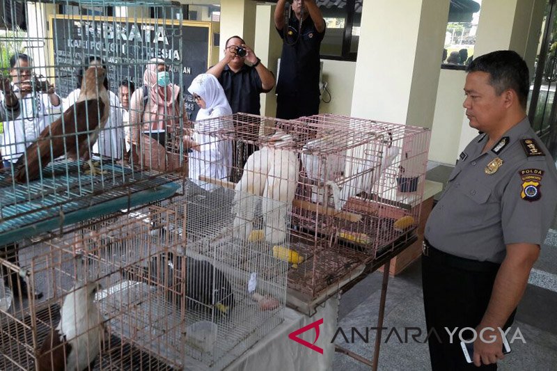 Penangkapan pedagang hewan langka dilindungi