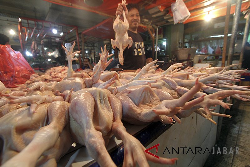 Harga ayam potong di Cirebon naik