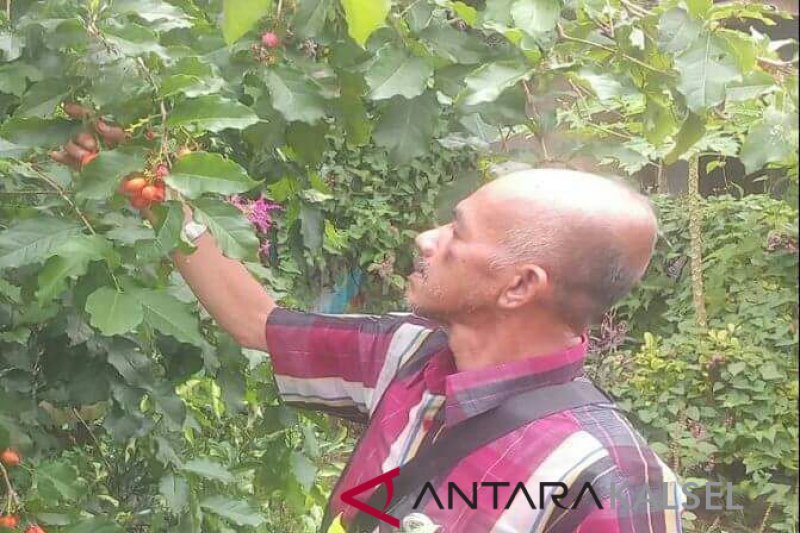 Petani Hst Sukses Berkebun Kacang Amazone Antara News Kalimantan Selatan