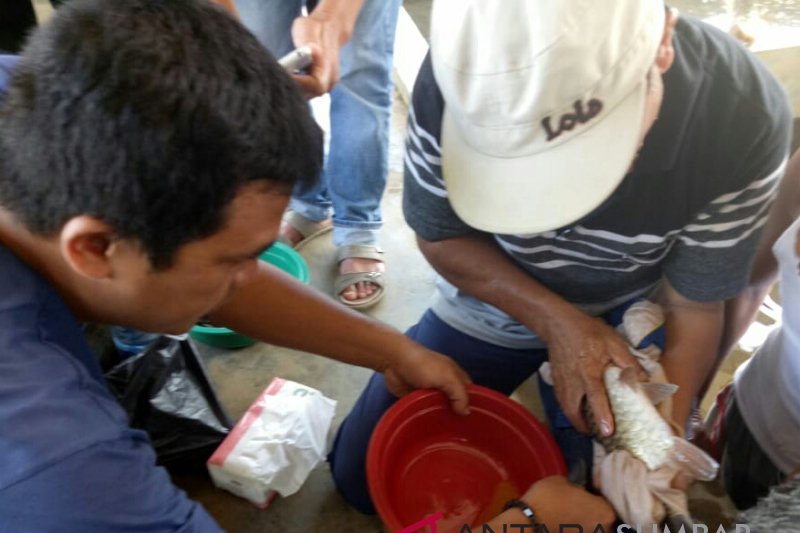Four species of local rare fish bred in Solok Selatan