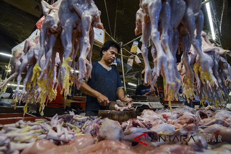 Harga ayam potong di Cirebon mulai berangsur turun