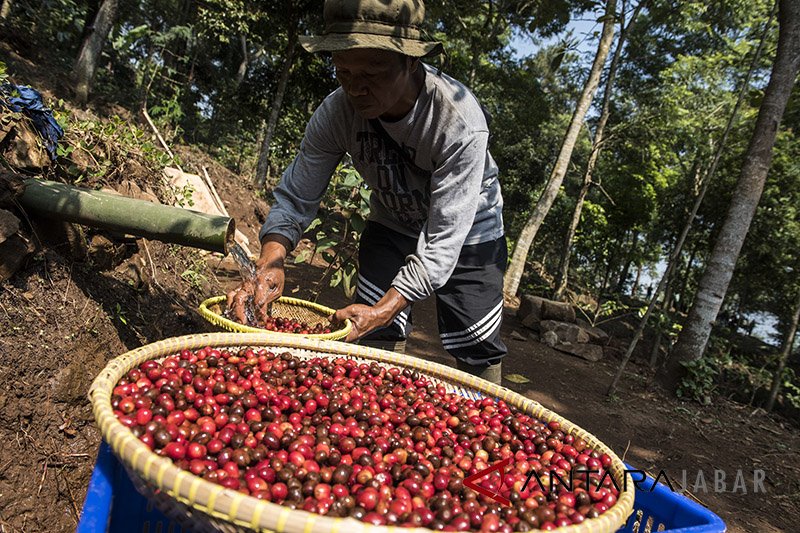 Taiwan sepakati kontrak ekspor kopi Garut