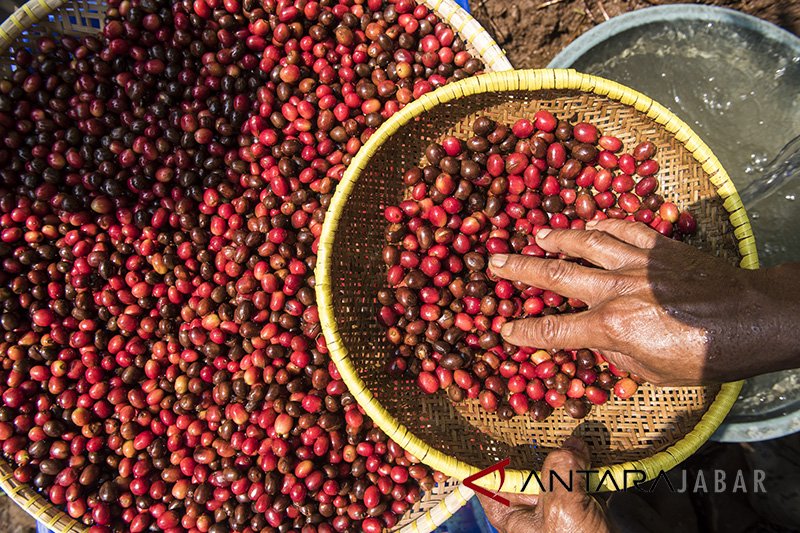 Perlu anak muda kembangkan masa depan perkebunan kopi