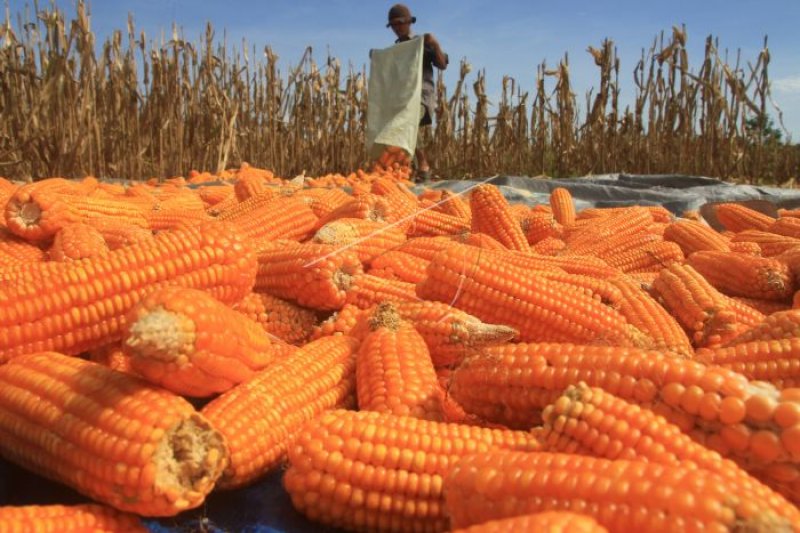 Pemerintah pastikan impor jagung untuk pakan ternak