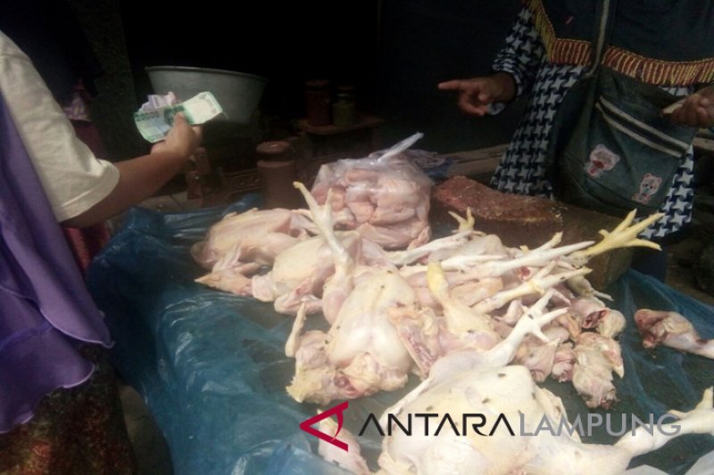 Jelang bulan puasa harga ayam potong naik