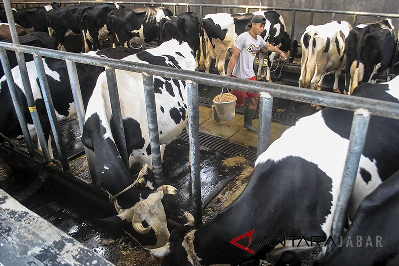 PT Frisian Flag Indonesia perkuat kemitraan dengan peternak sapi Jabar