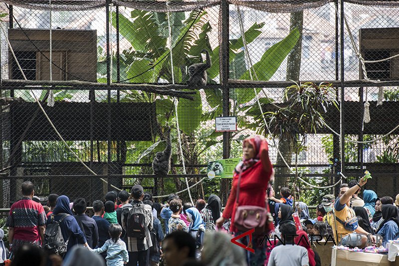 Warga padati kebun binatang Bandung