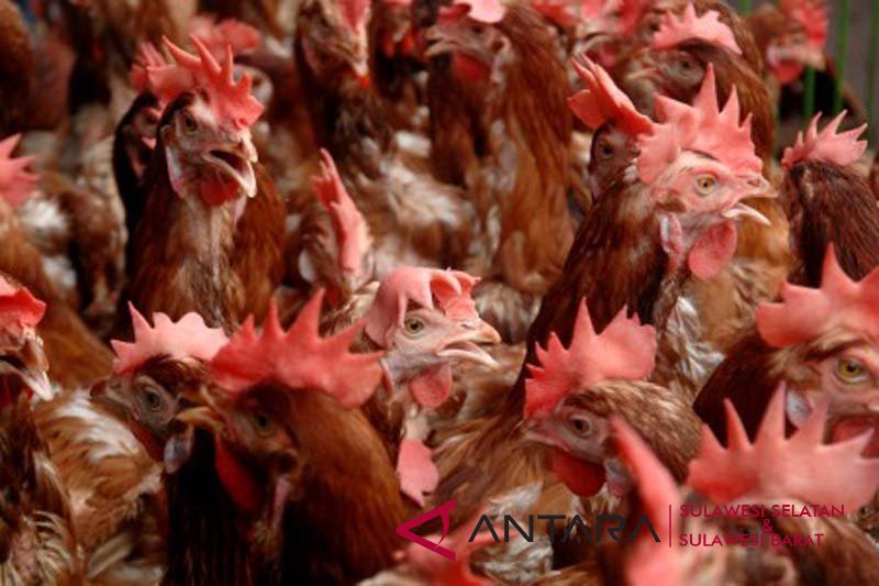 Harga ayam potong naik