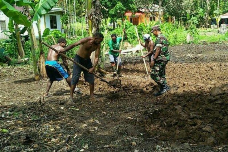 Babinsa Koramil Yapsel dampingi petani  garap lahan 