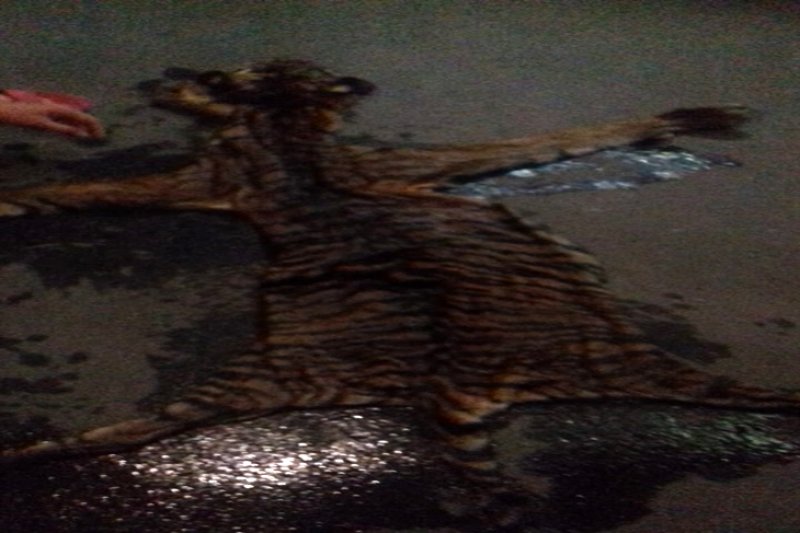 BKSDA Lampung sita kulit harimau sumatera