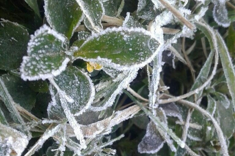 Cuaca dingin sebabkan daun membeku di Bandung