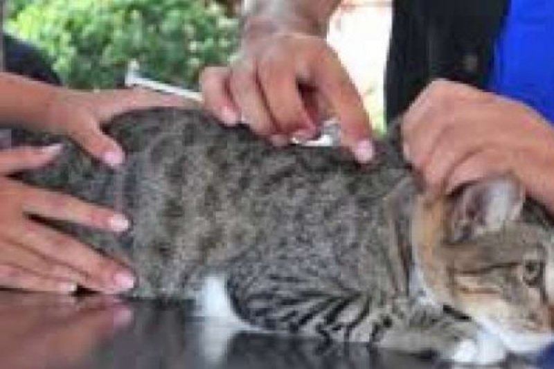 Pekanbaru Kesulitan Capai Bebas Rabies