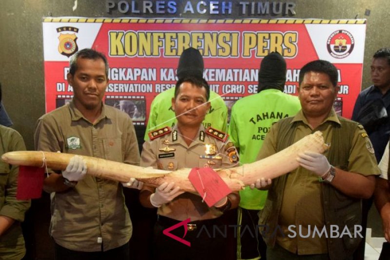 POLISI UNGKAP KASUS PEMBUNUHAN GAJAH JINAK