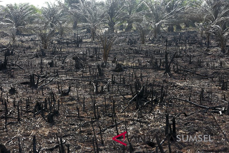 Kebakaran Lahan Gambut DIperkebunan Sawit