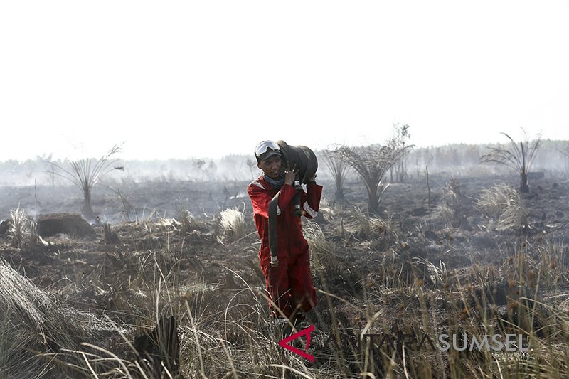 Kebakaran Lahan Gambut DIperkebunan Sawit