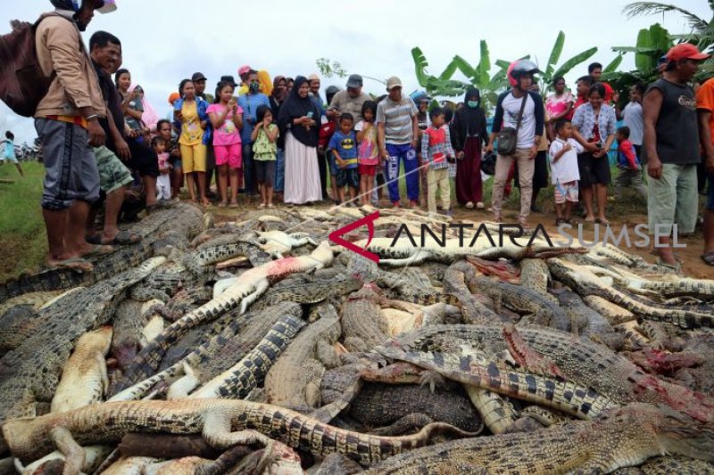 Warga Papua Barat bantai Ratusan ekor buaya