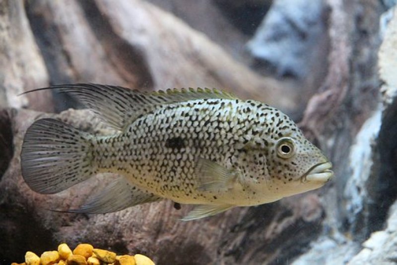 21 ekor ikan berbahaya ditemukan BKIPM Sumut - ANTARA Sumbar