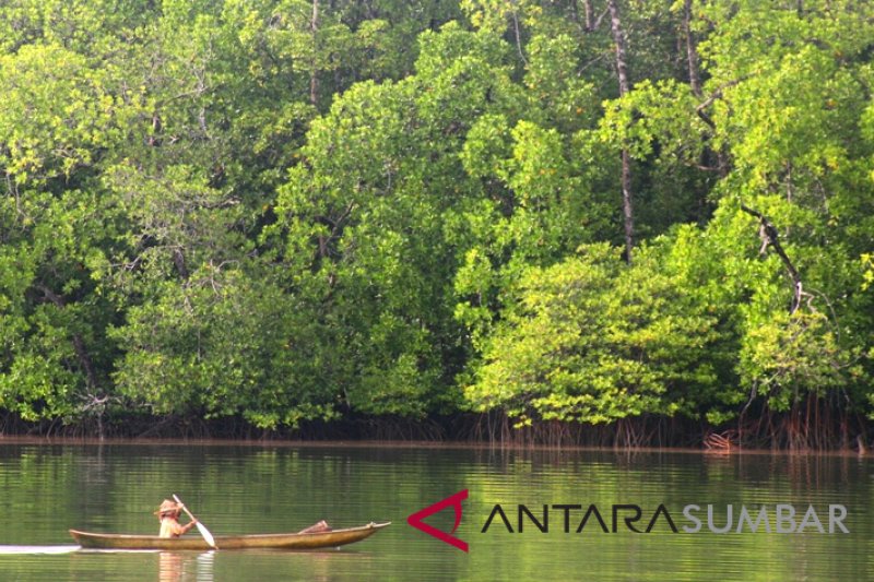 WISATA MANGROVE MENTAWAI