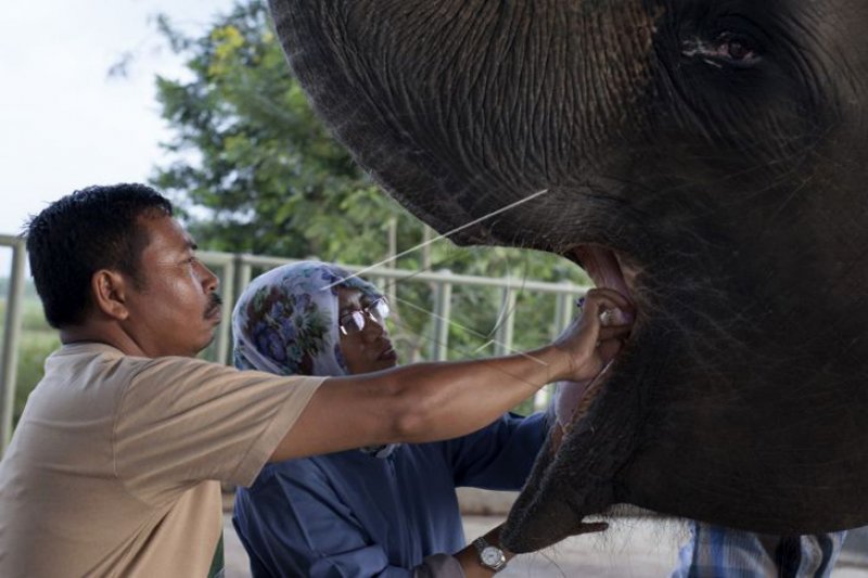 Dokter Hewan: gajah mengamuk-membunuh ada sebabnya