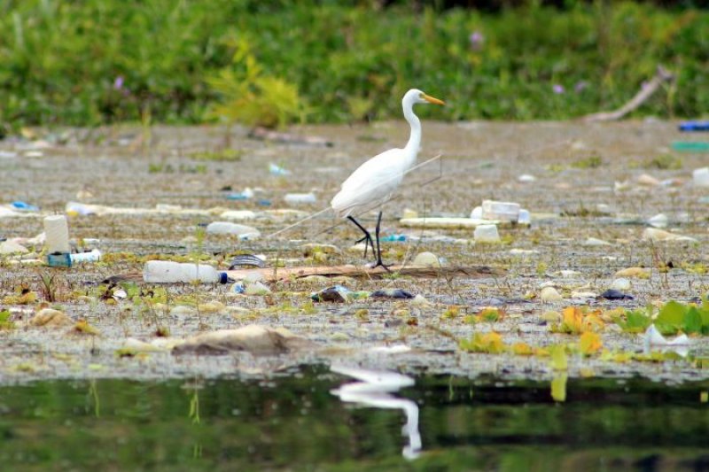 Sampah Danau Sentani
