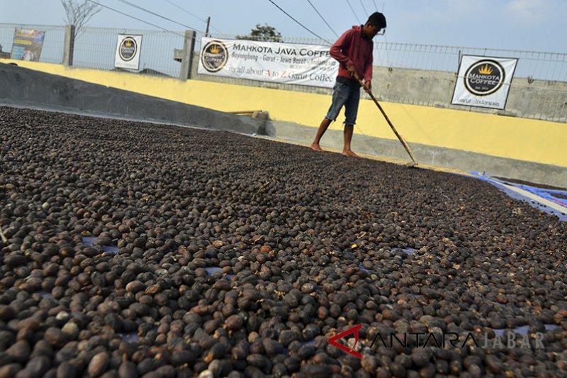 Garut ekspor kopi ke China dan Taiwan