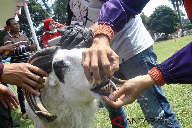 ASN Pemprov Jabar berkurban 36 sapi dan 46 domba