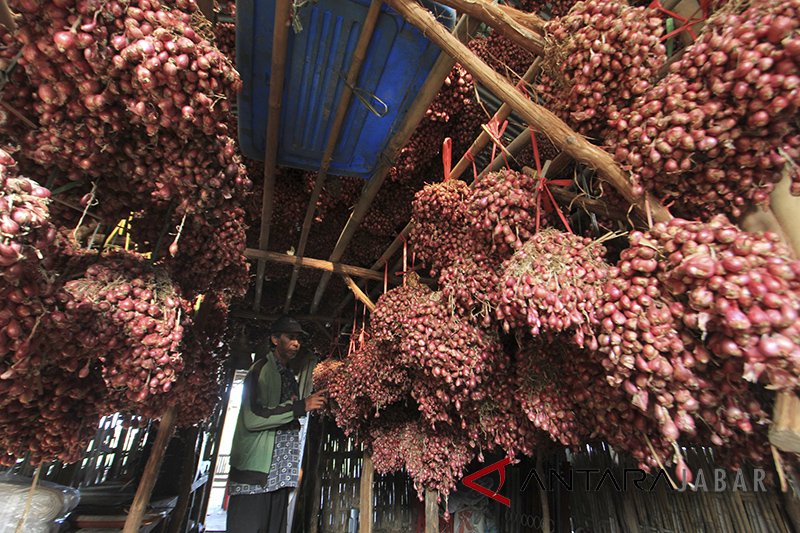 Bawangku merah, bawangku murah