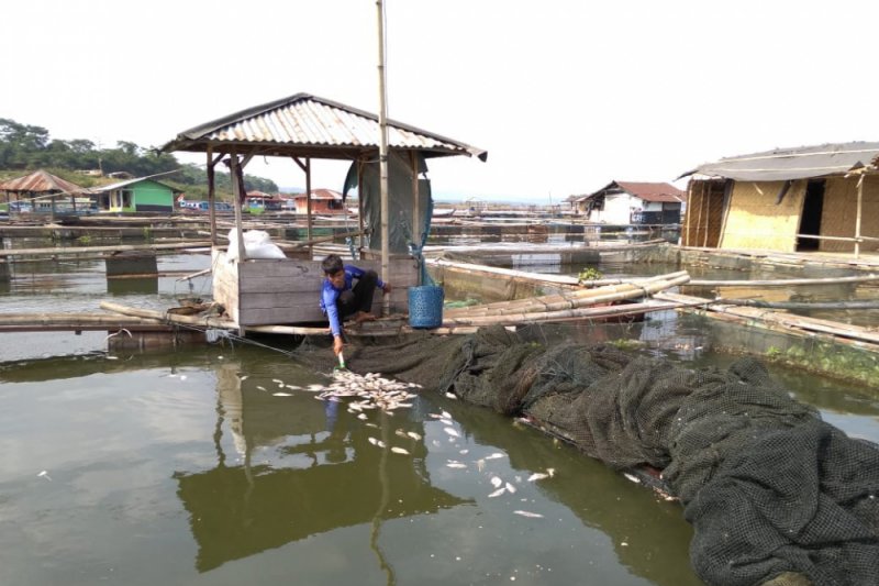 Petani ikan Cianjur merugi hingga ratusan juta rupiah