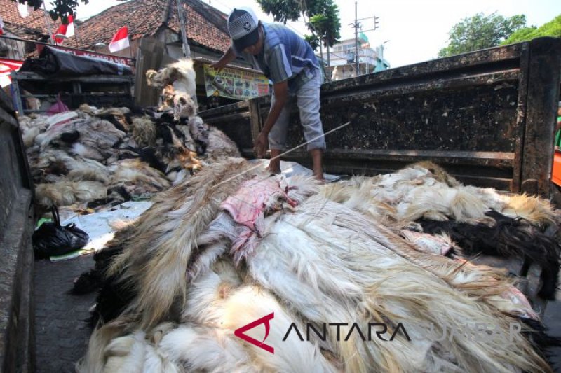 PENGEPUL KULIT HEWAN KURBAN