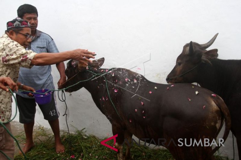 SAPI KURBAN DIMANDIKAN