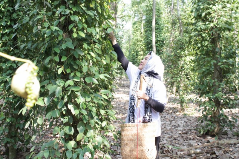 Lampung gelar Festival Petik Lada