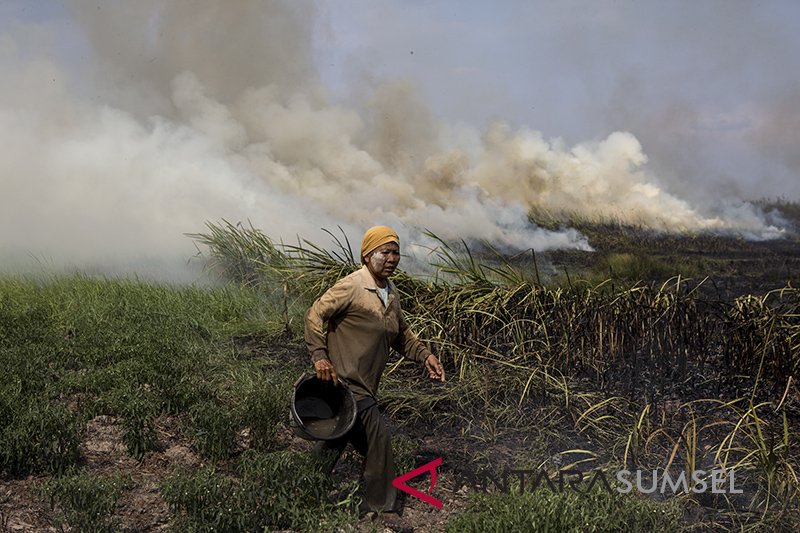 Kebakaran Lahan Di Muara Baru