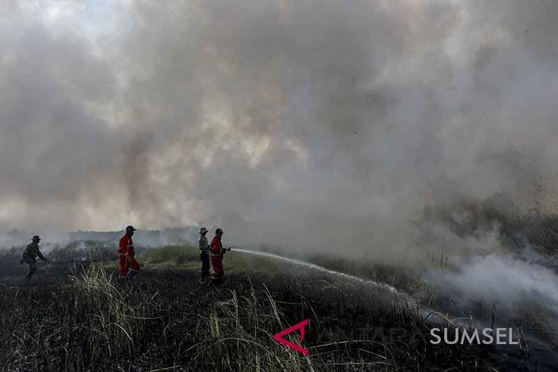 Kebakaran Lahan Di Muara Baru