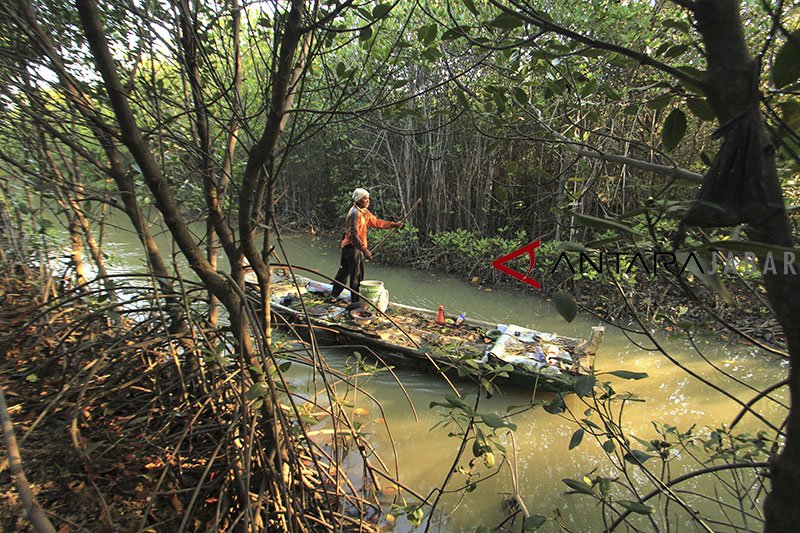 Pertama di Indonesia, kurikulum berbasis mangrove diterapkan