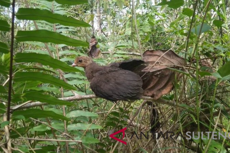 Anak burung maleo hasil penangkaran PT.DSLNG