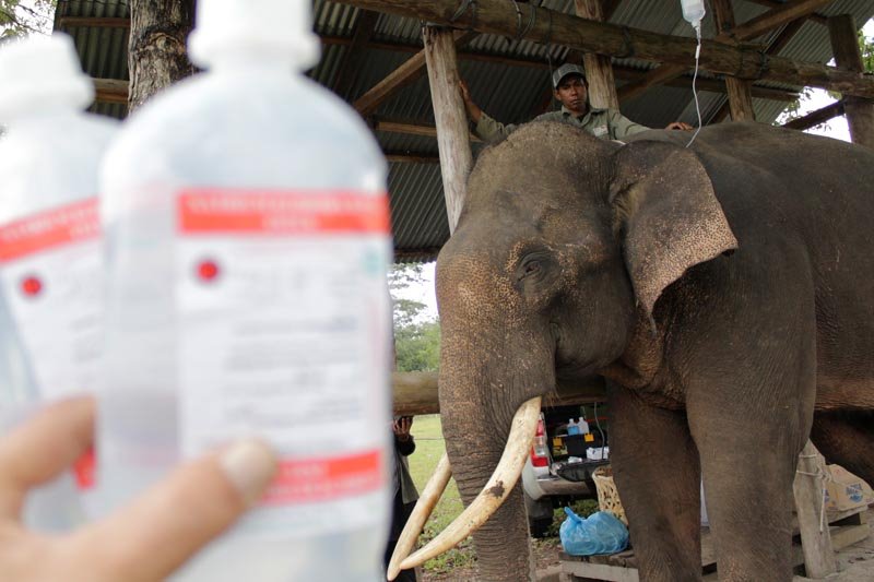 Pengobatan Gajah Terlatih Sakit